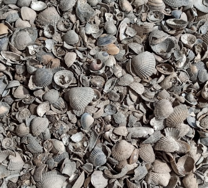 Preview: Muschelschalen